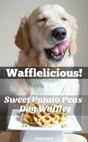 Dog Waffles, Diy Dog Food, Puppy Obedience Training, Easy Dog Treats, Positive Dog Training, Sweet Potatoes For Dogs, Basic Dog Training, Healthy Dog Food Recipes, Food Breakfast