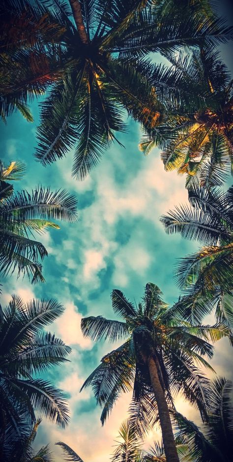 Palms Wallpaper, Palm Tree Background, Summer Beach Wallpaper, Iphone Wallpaper Landscape, Cute Summer Wallpapers, Beautiful Nature Wallpaper Hd, Coconut Trees, Beautiful Scenery Pictures, Iphone Wallpaper Hd Nature