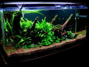 Stocking a Peaceful Community Tank - The Free Freshwater and Saltwater Aquarium Encyclopedia Anyone Can Edit - The Aquarium Wiki 55 Gallon Fish Tank Ideas, Tropical Fish Tank, Peaceful Community, Aquascape Ideas, Aquarium Set, Fish Keeping, Betta Aquarium, Community Tanks, Tropical Fish Tanks