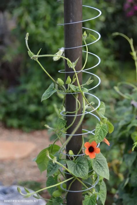 Garden Hack, Tanaman Air, Flower Growing, نباتات منزلية, Garden Vines, Climbing Vines, Garden Yard Ideas, Garden Trellis, Flowering Vines