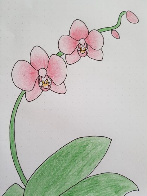 #bulletjournal #orchid #drawing Orchid Drawing Simple Easy, Orchid Flower Drawing Simple, How To Draw An Orchid Step By Step, Orchid Drawing Easy, Simple Orchid Drawing, How To Draw An Orchid, How To Draw Orchids, Orchid Doodle, Orchid Drawing Simple