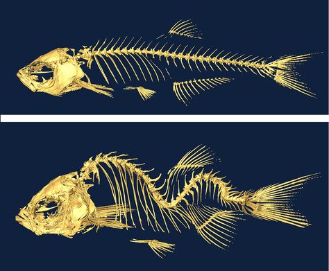 Embryonic Development, Rare Genetic Disorders, Molecular Genetics, Image Of Fish, Spinal Fluid, Spinal Column, Human Genome, Cerebrospinal Fluid, Genetic Disorders