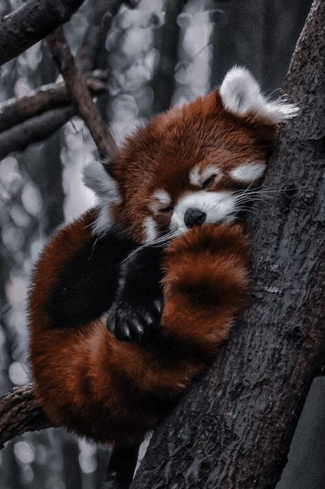 Red Panda Aesthetic, Wallpapers Panda, Panda Aesthetic, Panda Quotes, Red Panda Art, Drawing Panda, Dunk Panda, Panda Pictures, Red Panda Cute