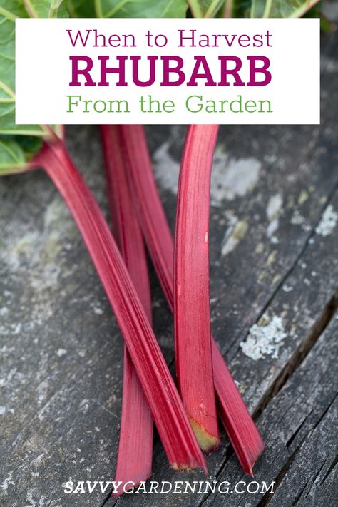 When to Harvest Rhubarb for the Best Flavor and Yields When To Harvest Rhubarb, Rhubarb Growing, Edible Stem, Growing Rhubarb, Freeze Rhubarb, Growing Vegetables In Pots, Rhubarb Plants, Planting Garlic, Perennial Vegetables