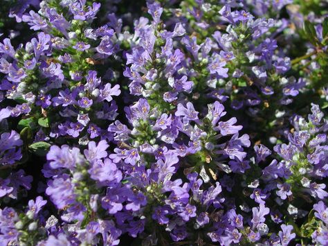 Purple Jasmine Flower | Purple Flowers of Bugleweed Purple Jasmine, Jasmine Images, Flower Jasmine, Lovely Perfume, Flower Purple, Evergreen Plants, Jasmine Flower, Outside Living, Photo Tree