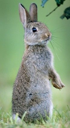 Rabbit Pictures, 달력 디자인, Rabbit Colors, Rabbit Drawing, Rabbit Cages, Wild Rabbit, Pet Bunny, Animale Rare