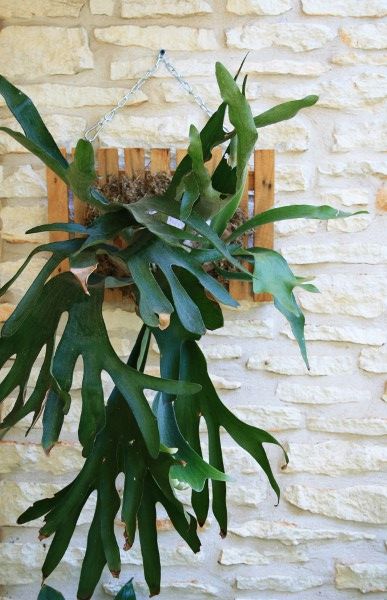 wall-mounted staghorn fern. perfect plant for indoor, possibly for office/small space. just mist once a week as maintenance. great for anyone without a green thumb. Staghorn Fern Mount, Orchid Garden Ideas, Staghorn Fern, نباتات منزلية, Orchid Garden, Thriving Garden, Garden Club, Perfect Plants, Exotic Plants