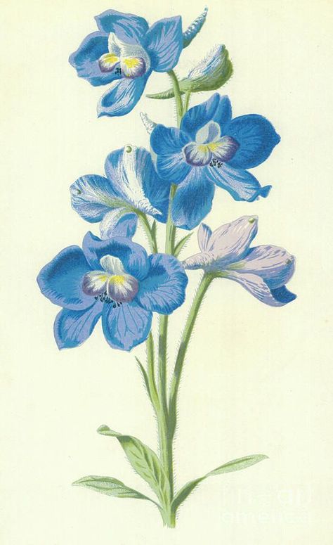 Larkspur Illustration, Larkspur Flower Drawing, Larkspur Drawing, Gg Tattoo, Larkspur Tattoo, July Flower, Alpine Flowers, Vintage Botanical Prints, Month Flowers