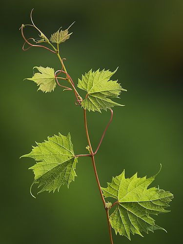 Grape Leaves Photography, Grape Vine Photography, Maple Leaf Images, Wild Grapes, Grape Plant, Leaf Photography, Artistic Pictures, Surfboard Art, Leaf Images