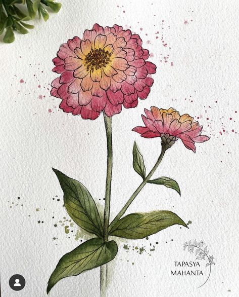 Zinnia Flower Sketch, How To Draw Zinnia Flowers, Watercolor Flower Bouquet Simple, Zinnia Flowers Drawing, Zinnia Drawing, Watercolor Zinnias, Oil Paint Flowers, Zinnia Watercolor, Watercolor And Ink Flowers