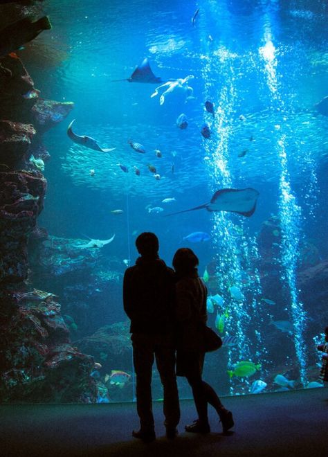 Love this so much Aquarium Pictures, Dream Dates, Cute Date Ideas, Dream Date, Goals Pictures, Relationship Goals Pictures, Perfect Date, Photo Couple, Night Ideas