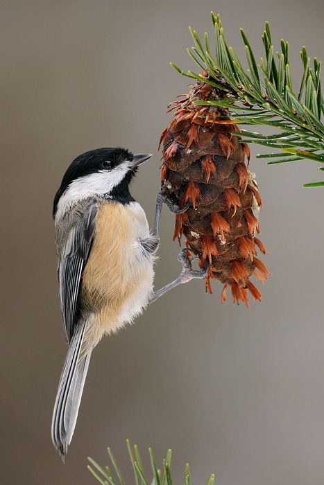 North American Wildlife, Black Capped Chickadee, Life List, Airbrush Art, Nature Birds, Backyard Birds, Exotic Birds, Bird Pictures, Pretty Birds