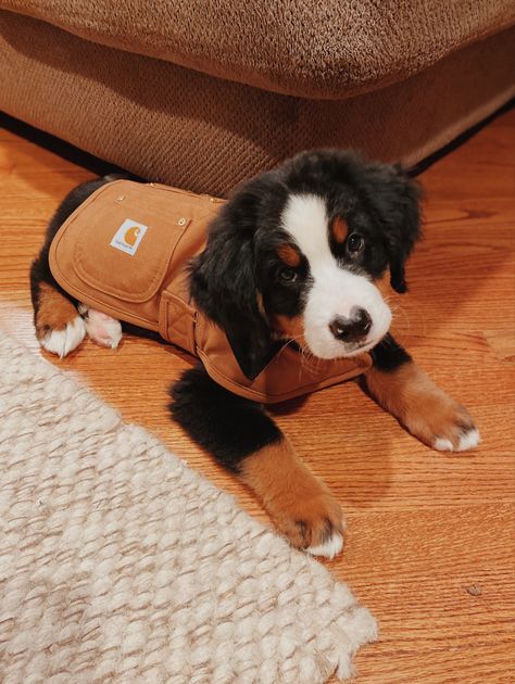 Carhartt Dog Jacket, Carhartt Vest, Dog Vests, Dog Outfits, Fall Vest, Collars And Leashes, Future Dreams, Winter Vest, Dog Vest