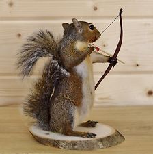 Squirrel Bow Hunting Taxidermy Mount - SW3910 Squirrel Tattoo, Bird Taxidermy, Animal Taxidermy, Fun Gift Ideas, Taxidermy Mounts, Bow And Arrow, Gifts For Hunters, Bow Hunting, Animal Skin