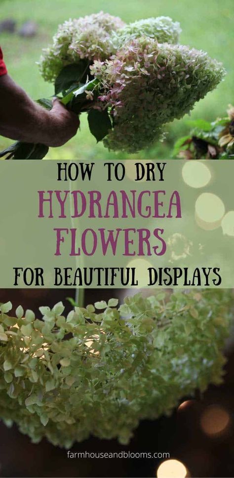 How To Dry Hydrangea Flowers For Beautiful Displays - Farmhouse & Blooms Drying Hydrangeas, Flowers For The Garden, Diy Dried Flower Arrangement, Flower Farming, Preserved Hydrangea, Climbing Hydrangea, Hydrangea Arrangements, Hydrangea Care, Dried Hydrangeas