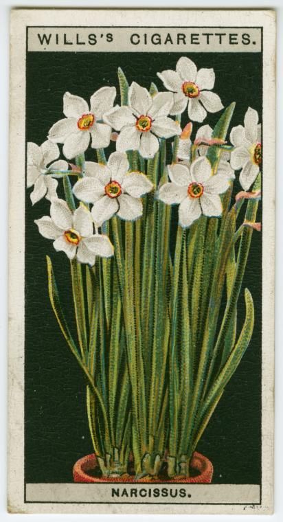 Poet's narcissus. - NYPL Digital Collections Narcissus Flower, Language Of Flowers, Deco Floral, Vintage Poster Art, Botanical Drawings, Plant Illustration, New York Public Library, New Wall, Flower Cards