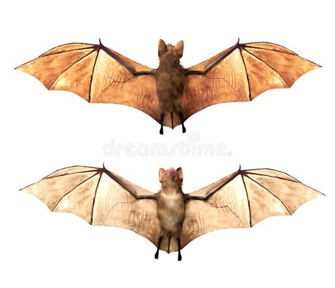 Bat Anatomy, Bat Photos, Vampire Bats, Animal Studies, Cartoon Bat, Bat Flying, Bat Costume, Bat Tattoo, Goth Home Decor