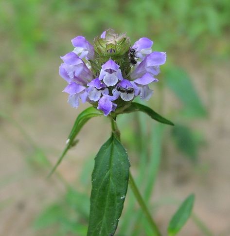 Self Heal (Prunella Vulgaris) in British Columbia Making Salves, Prunella Vulgaris, Pnw Garden, Edible Wild Plants, Edible Mushrooms, Healthy Herbs, Poisonous Plants, Invasive Plants, Healing Plants