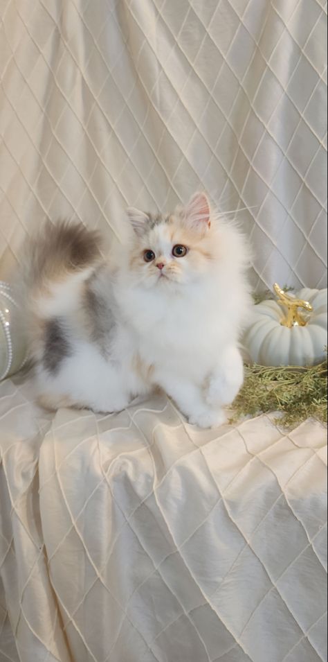 Dollface Persian Cat, Dilute Calico Kitten, Calico Persian Cat, Diluted Calico Cat, Dilute Calico Cat, Persian Cat Doll Face, Dilute Calico, Calico Kittens, 2024 Manifestation