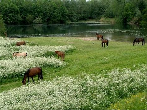 Horses grazing in a meadow Drømme Liv, Cottagecore Aesthetic, Foto Art, The Grass, Nature Aesthetic, Pretty Places, Green Aesthetic, الرسومات اللطيفة, Farm Life