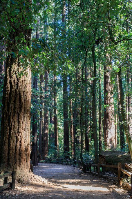 Santa Cruz Mountains and Slow Coast Day Trip | kimkim Santa Cruz Redwoods, Mavericks Surfing, Santa Cruz Mountains, Santa Cruz California, Redwood Forest, Forest Painting, Amazing Views, Mountain Town, Coastal Towns