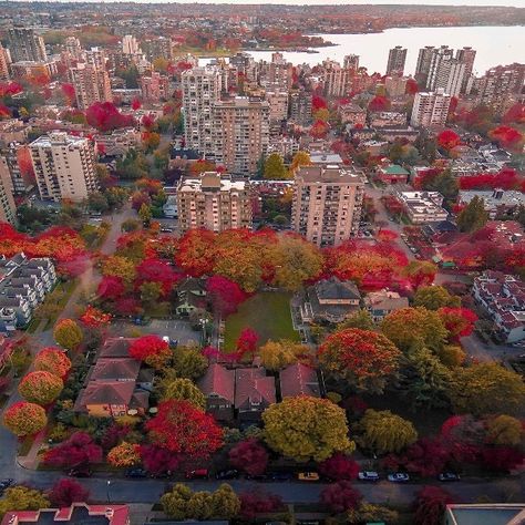 The stunning colours of fall in downtown Vancouver 🍁🍂 | Photo: @konuz_vancouver Vancouver Photos, Canada Vancouver, Downtown Vancouver, Vancouver British Columbia, Landscape Scenery, Cool Landscapes, Vancouver Canada, Vancouver Bc, Scenic Landscape