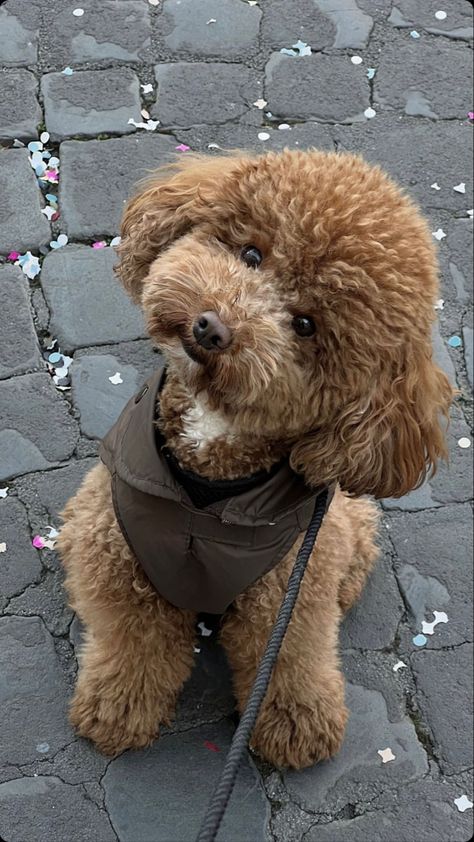 Dog Toy Poodle, Brown Puppy Aesthetic, Brown Toy Poodle Aesthetic, Mini Poodle Full Grown, Poodle Dog Aesthetic, Brown Toy Poodle Puppy, Toy Poodle Aesthetic, Brown Poodle Puppy, Poodle Wallpaper