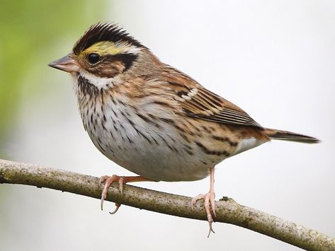 Yellow-browed Bunting - Emberiza chrysophrys - Birds of the World Bunting Bird, The Birds, Bunting, Birds, Yellow, The World, Animals