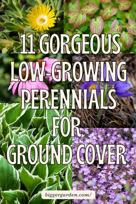 Learn about 11 low-growing perennials that are perfect for ground cover. These best plants for landscaping front yards will fill full flower beds and provide easy front flower bed ideas. Great for flower beds on the side of the house, they fit front yard landscaping perennials and complement simple bushes in front of the house. Discover perennial flower bed ideas for your front yard and easy garden plants to grow. Front Yard Ground Cover Ideas, Low Growing Perennials, Front Flower Bed Ideas, Front Flower Bed, Flowering Kale, Growing Thyme, Front Flower Beds, Front Yards Curb Appeal, Plantain Lily