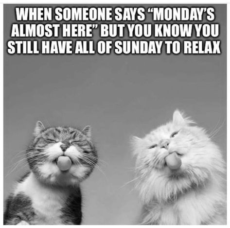 Sunday Morning Funny Quotes, Funny Sunday Morning Humor, Sunday Humor Hilarious Mornings, Sunday Morning Quotes Funny, Sunday Morning Humor, Sunday Humor, Funny Cat Images, Christmas Memes Funny, Sunday Morning Quotes