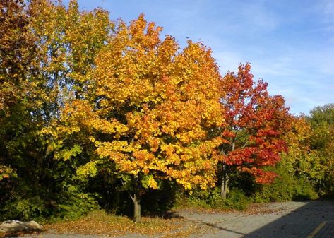 El Acer platanoides, o arce plano, es el más conocido de su tipo junto con el arce sicomoro. Se caracteriza por su magnífica floración temprana que supera a casi todos los árboles. Su hermoso follaje de color verde claro se vuelve amarillo dorado brillante en otoño. Descubre más plantas y Flores en Mi Blog: https://jardineriaplantasyflores.com/portfolio/acer-platanoides/ Acer Platanoides, Country Roads, Portfolio, Plants, Green, Color