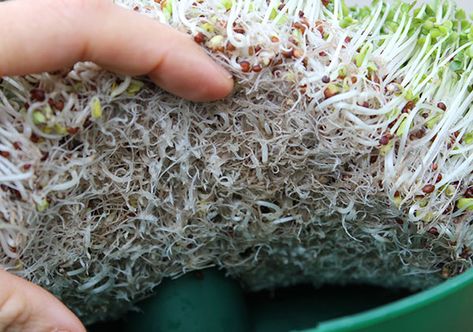 How To Grow Alfalfa Sprouts At Home, How To Grow Alfalfa Sprouts, How To Sprout Flax Seeds, How To Grow Chia Sprouts, Making Sprouts At Home, Grow Sprouts At Home, How To Grow Chia Seeds At Home, Diy Sprouting Trays, How To Grow Sprouts At Home