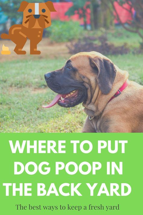 Dog Pooping In House, Dog Poop Area, Dog Potty Area, Dog Quotes Love, King Charles Dog, Dog Potty Training, Dog Area, Up Dog, Dog Store