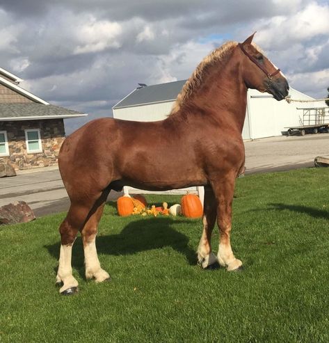 Brabant Horse, Belgian Draft, Belgian Draft Horse, Belgian Horse, Draft Horse, Blue Roan, Draft Horses, The Original, Horses