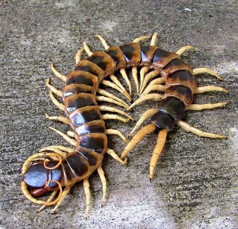 (scolopendra heros ) Centipedes, Creepy Animals, Creepy Crawlers, Cool Insects, Insect Collection, Cool Bugs, Vulture Culture, Beautiful Bugs, Creepy Crawlies