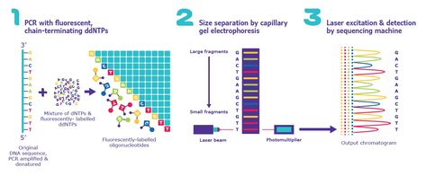 Three Basic Steps of Automated Sanger Sequencing. Sanger Sequencing, Sequencing Words, Nitrogenous Base, Dna Sequencing, Dna Polymerase, Dna Helix, Dna Sequence, Gene Expression, Interesting Reads