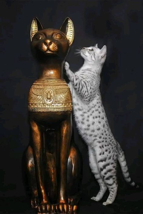 Egyptian Gods And Goddesses, History Egypt, Cats In Ancient Egypt, Egypt Cat, Egyptian Deities, Egyptian Cats, Egyptian Mau, Egyptian Cat, Ancient Egyptian Gods