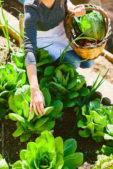 Beautiful lettuce! Garden Gathering, Fall Vegetables, Organic Vegetable Garden, Veg Garden, Summer Vegetable, Organic Gardening Tips, Garden Photography, Organic Vegetables, Garden Lovers