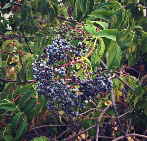 Foraging for Elderberries Elderberry Uses, Natural Remedies For Acne, Natural Remedies For Sunburn, Medicinal Weeds, Elderberry Bush, Elderberry Recipes, Remedies For Acne, Wild Food Foraging, Mountain Rose Herbs