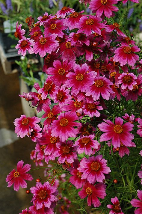 Click to view a full-size photo of Heaven's Gate Tickseed (Coreopsis rosea 'Heaven's Gate') at New Garden Landscaping & Nursery Coreopsis Flower, Tickseed Coreopsis, Landscape Nursery, Nursery Pink, Heaven's Gate, Garden Club, Butterfly Garden, Garden Home, Beautiful Blooms