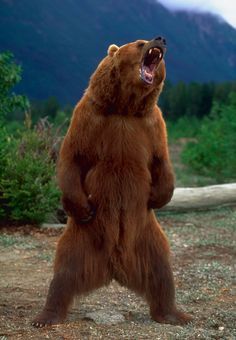 An Alaskan Brown Bear standing and growling Photo Ours, Alaskan Brown Bear, Wild Animals Attack, Bear Standing, Angry Bear, Bear Painting, Animal Inspiration, Bear Attack, Animal Attack