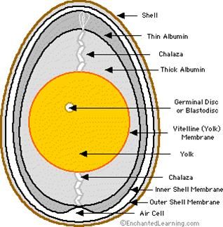 Parts Of An Egg Diagram, Chicken Anatomy, Egg Experiment, Chicken Life Cycle, Hatching Chickens, Garden Unit, Life Cycles Activities, Chicken Life, Chicken Health