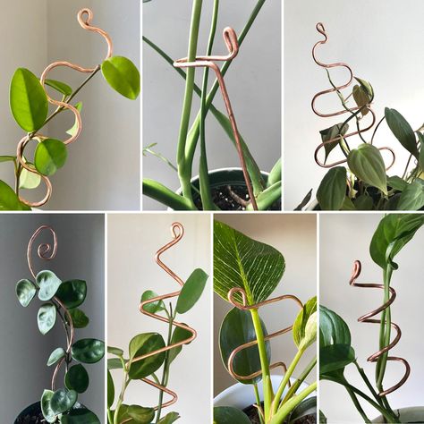 6 Ways to Support a Vining House Plant Copper Projects, Monstera Siltepecana, Peperomia Hope, Houseplant Trellis, Plant Stick, Indoor Plant Trellis, Plant Sticks, Copper Plant, Hummingbird Plants