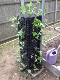 Strawberries in milk crates Crates Garden Ideas, Crate Gardening, Planter Box Liners, Strawberry Seedlings, Strawberry Planting, Garden Beginner, Garden Landscaping Design, Plastic Milk Crates, Garden Landscaping Design Ideas