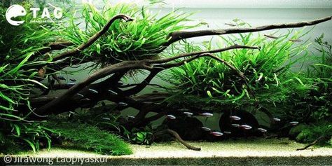 Nature Aquascape, Biotope Aquarium, Fish Tank Terrarium, Aquascape Design, Fish Tank Design, Tropical Fish Aquarium, Tropical Freshwater Fish, Aquarium Terrarium, Bawah Air