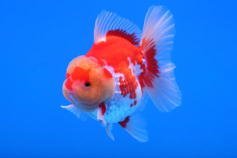 Goldfish Reference, Fish Fursona, Chubby Goldfish, Ranchu Gold Fish, Fat Goldfish, Ranchu Fish, Fish Pretty, Goldfish Wallpaper, Ryukin Goldfish