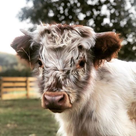 Miniature Cows, Pet Cows, Mini Cows, Baby Farm Animals, Fluffy Cows, Cow Pictures, Baby Cow, Baby Animals Pictures