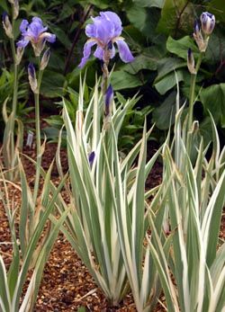 Jewel Garden, Iris Pallida, Pale Blue Flowers, Growing Irises, Master Gardener Program, Holly Tree, Perennial Border, Invasive Plants, Plant Problems