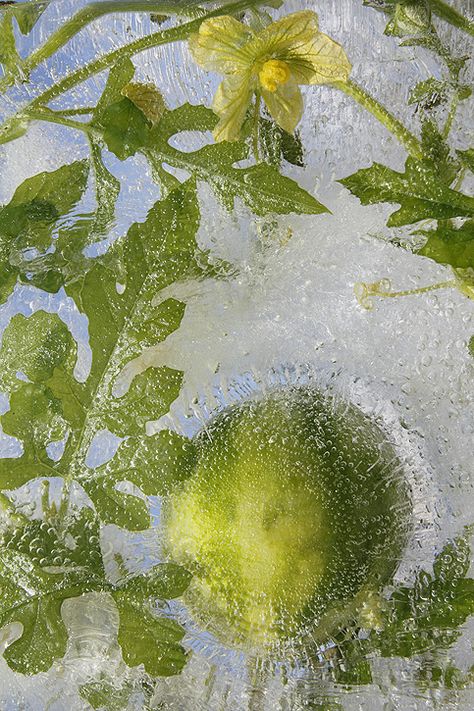 Mary Kocol, Watermelon Baby Carriage, Mary Photography, Frozen Flowers, Baby Shower Watermelon, Ocean Flowers, Ice Photography, Frozen Rose, Ice Flower