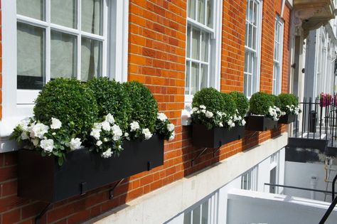 Window boxes London | Design, installation, maintenance | London Planters Black Window Boxes, Driveway Wall, Outbuilding Ideas, False Window, Black Window Box, Planting Palette, Metal Window Boxes, Planting Containers, Wooden Window Boxes